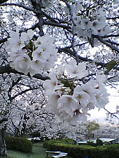 運動公園